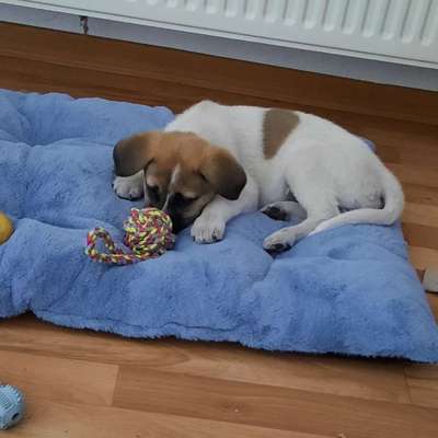 Hundetreffen-Welpentreff Delmenhorst-Profilbild