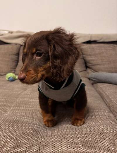 Hundetreffen-Hundefreunde gesucht :)-Bild