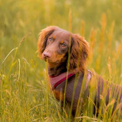 Hundetreffen-Dackeltreffen/Dackelfreunde gesucht!-Bild