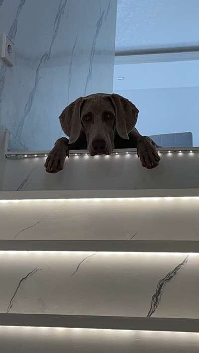 Weimaraner-Beitrag-Bild