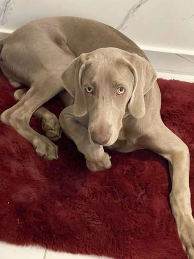Weimaraner-Beitrag-Bild
