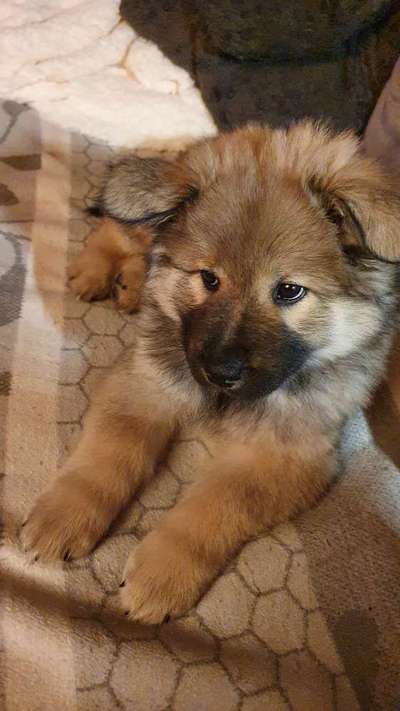 Dogorama Photo Challenge - Hundeblick zum hinschmelzen-Beitrag-Bild