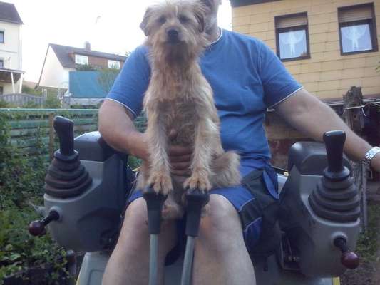 85. Foto Challenge : Schosshund-Beitrag-Bild