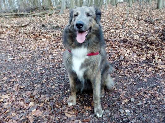 Seltene Rassen!-Beitrag-Bild