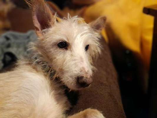 Podengo português (-Mischlinge) Gibt es noch mehr dieser schönen Rasse hier?-Beitrag-Bild