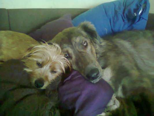 Seltene Rassen!-Beitrag-Bild