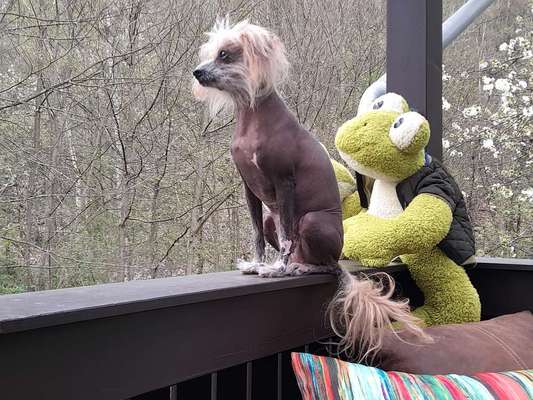 Mischlinge raten - Rätselspaß-Beitrag-Bild