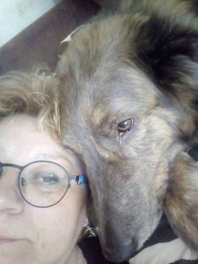 85. Foto Challenge : Schosshund-Beitrag-Bild