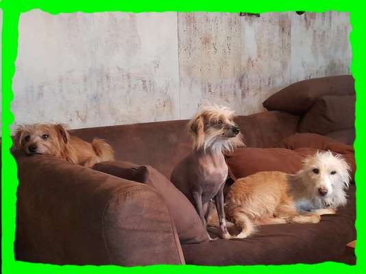 Podengo português (-Mischlinge) Gibt es noch mehr dieser schönen Rasse hier?-Beitrag-Bild