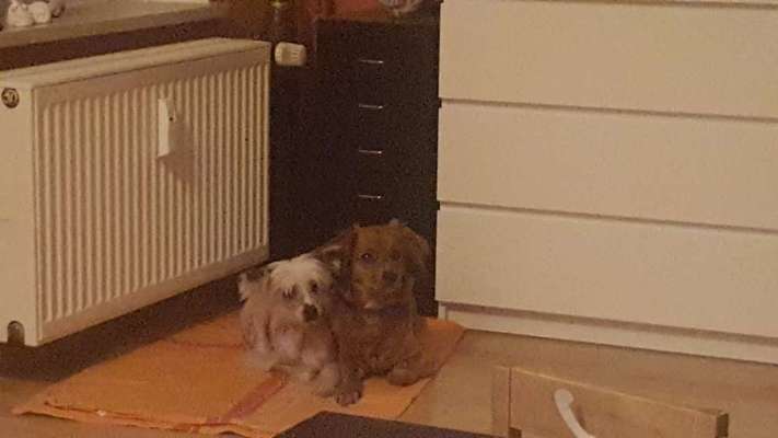 Mischlinge raten - Rätselspaß-Beitrag-Bild