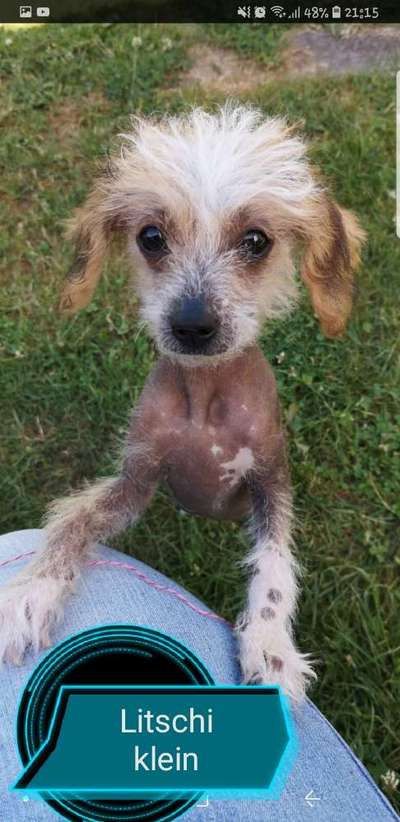Welpen Bilder !-Beitrag-Bild