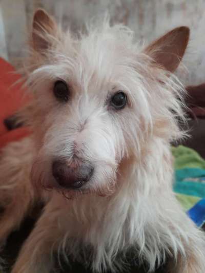 Podengo português (-Mischlinge) Gibt es noch mehr dieser schönen Rasse hier?-Beitrag-Bild