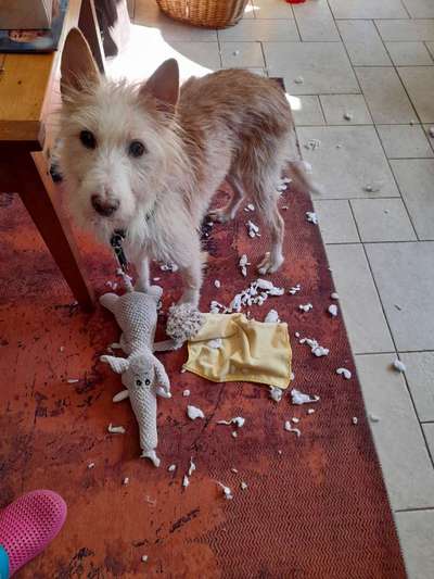 Podengo português (-Mischlinge) Gibt es noch mehr dieser schönen Rasse hier?-Beitrag-Bild