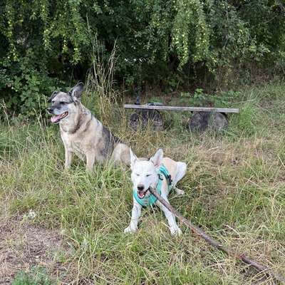 Hundetreffen-Spieltreffen-Bild