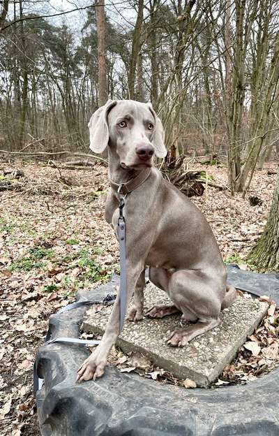 Hundetreffen-Social Walk in Klein-Krotzenburg-Bild