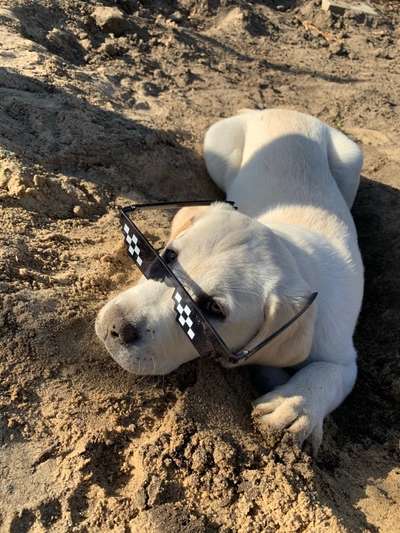 Challenge 23 : "  Euer Hund beim Frühlingserwachen "-Beitrag-Bild