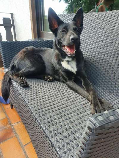 Die Dogorama Kalender Challenge 4/4-Beitrag-Bild