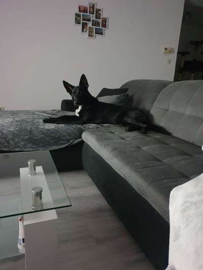 Schäferhund-Beitrag-Bild