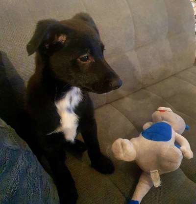 Welpen Bilder !-Beitrag-Bild