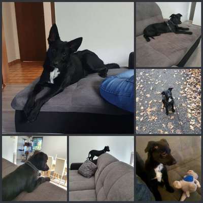 Welpenfotos-Beitrag-Bild