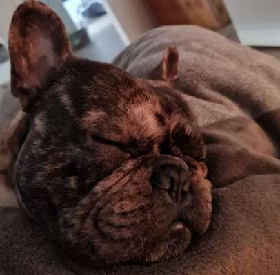 Französische Bulldoggen-Beitrag-Bild