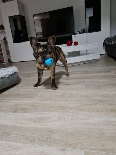 Französische Bulldoggen-Beitrag-Bild