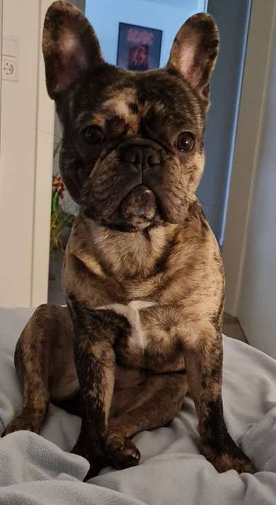 Französische Bulldoggen-Beitrag-Bild