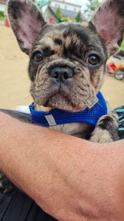 Französische Bulldoggen-Beitrag-Bild