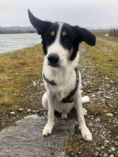 Unsere Fellnasen-Vielfalt im Überblick!-Beitrag-Bild