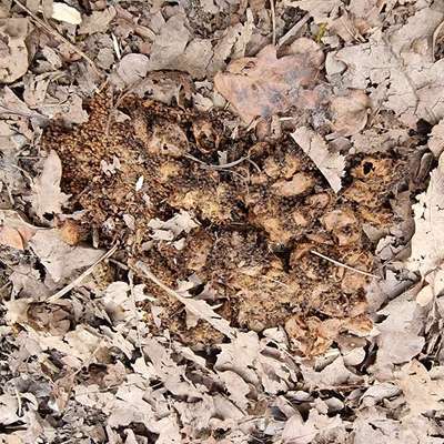 Giftköder-Eichenprozessionsspinner Gespinste-Bild