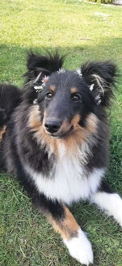 Shelties-Beitrag-Bild