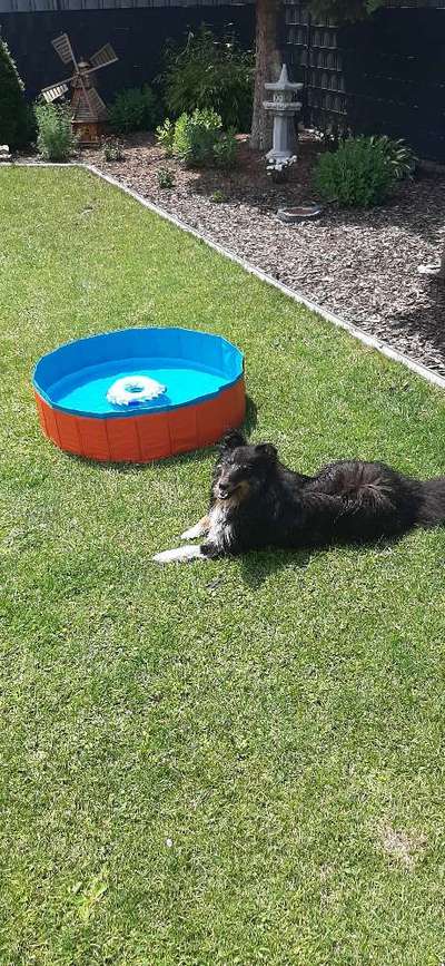 Hundepool-Beitrag-Bild