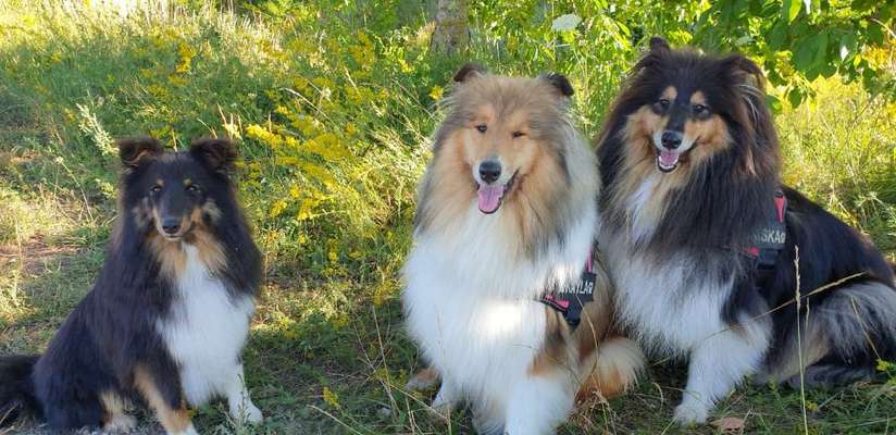 Shelties-Beitrag-Bild