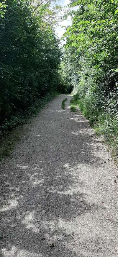 Hundeauslaufgebiet-Lentinger kleiner Wald-Bild