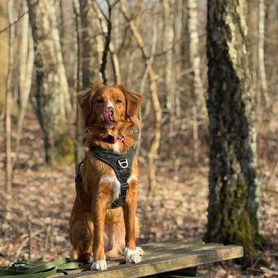 Hundetreffen-Gassi Runde mit Maple 🐶-Bild