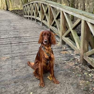 Hundetreffen-(Irish-) Setter Treffen-Bild