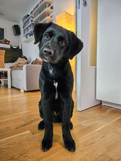 Australian Shepherd Mix-Beitrag-Bild