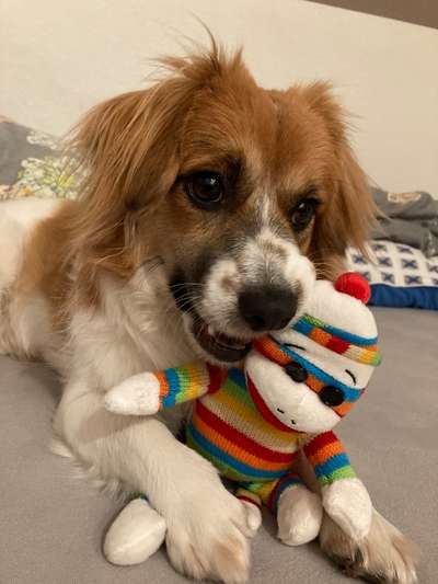 Der Lieblingsplüschi eures Vierbeiners-Beitrag-Bild