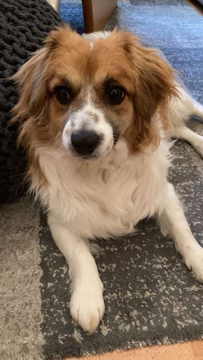 Kooikerhondje-Beitrag-Bild