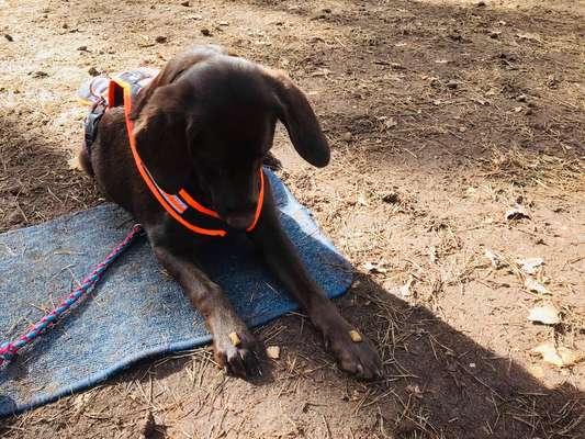 Labradorfans-Beitrag-Bild