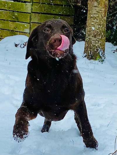 Labradorfans-Beitrag-Bild