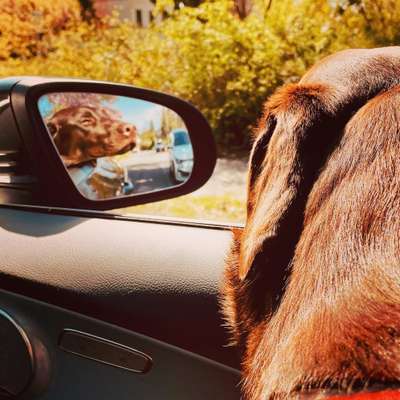 Labradorfans-Beitrag-Bild