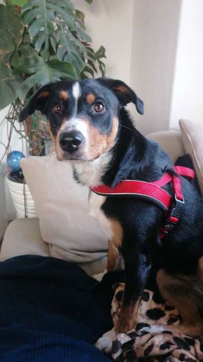 Appenzeller Sennenhunde-Beitrag-Bild