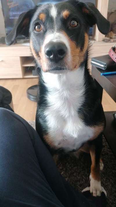 Appenzeller Sennenhunde-Beitrag-Bild