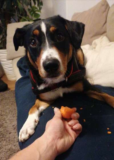 Appenzeller Sennenhunde-Beitrag-Bild