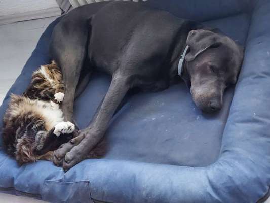 Labradorfans-Beitrag-Bild