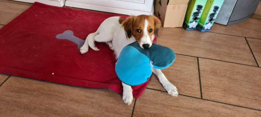 Kooikerhondje-Beitrag-Bild