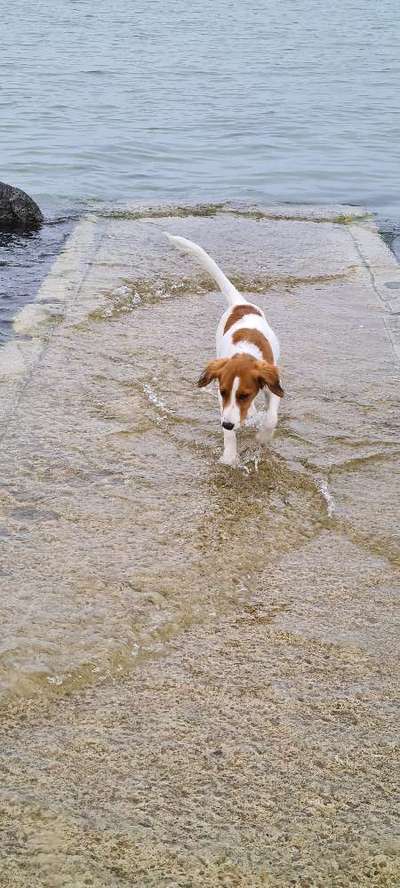 Kooikerhondje-Beitrag-Bild