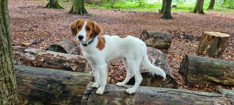 Kooikerhondje-Beitrag-Bild