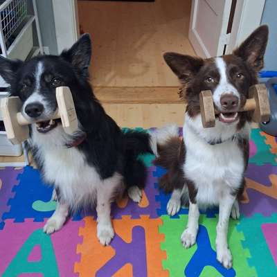 Hundetreffen-Suche Trainingspartner für Training Unterordnung o.ä.-Bild